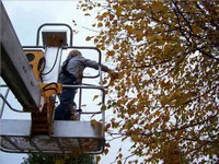 Haulotte Biljax 3632t telecoping boom lift is an arborists friend