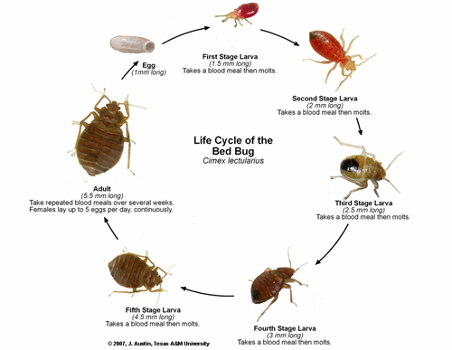 ... licensing or an exterminator to kill bed bugs using The Bed Bug Killer