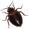 Robinsons has an enviromentally friendly way to kill bed bugs