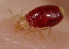 Robinsons can kill bed bugs without chemicals