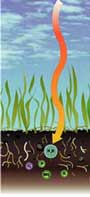How to dethatch your lawn
