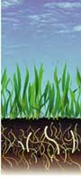 how to remove lawn thatch
